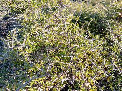 Coprosma dumosa, photographed by John Barkla