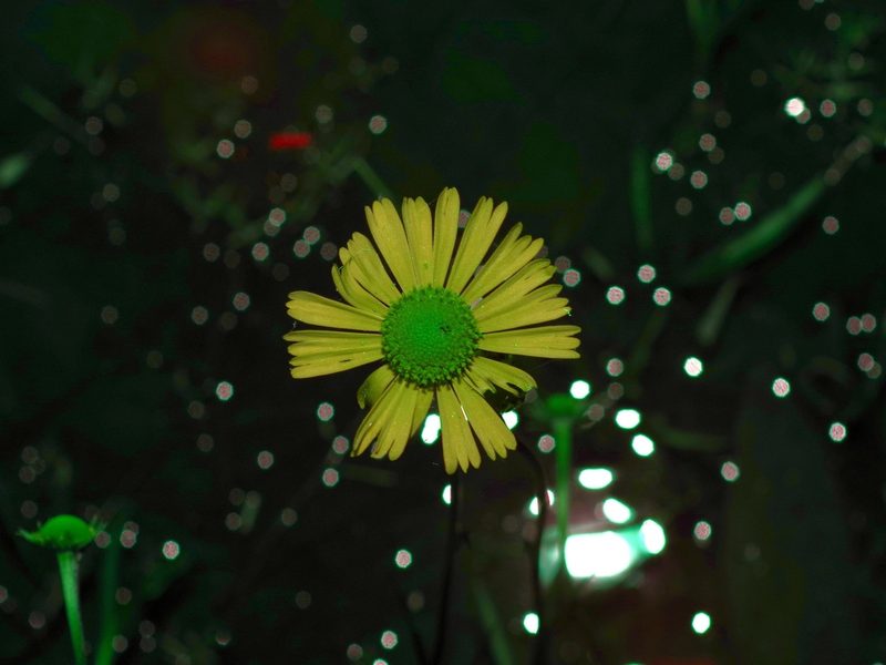 Helenium drummondii, photographed by Michelle W. （鍾偉瑋）