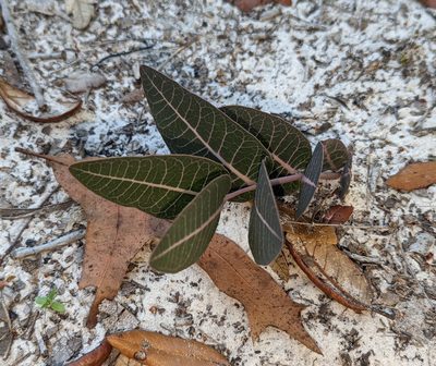 Asclepias humistrata, photographed by natalie