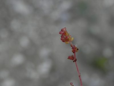 Crassula connata, photographed by James C. Davis