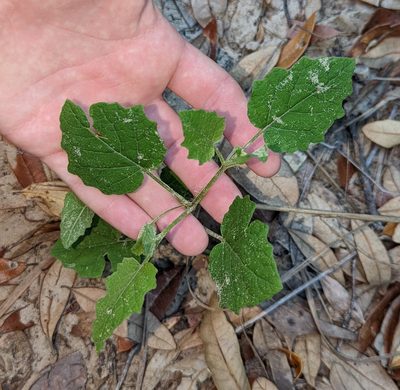 Physalis arenicola
