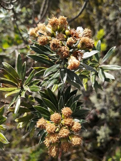 Monticalia pulchella, photographed by GERMAN LEONEL SARMIENTO CRUZ