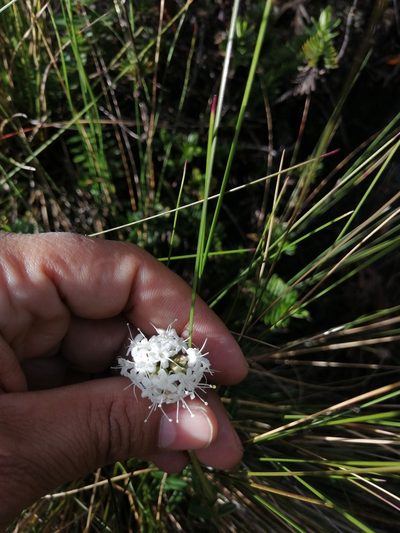 Valeriana triphylla, photographed by GERMAN LEONEL SARMIENTO CRUZ