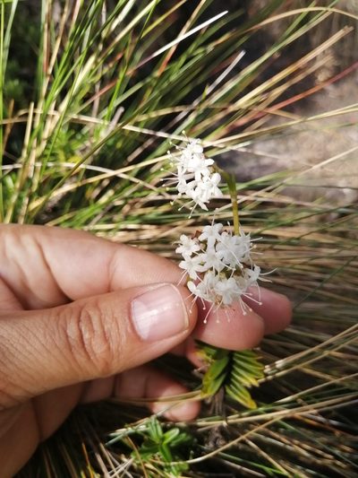 Valeriana triphylla, photographed by GERMAN LEONEL SARMIENTO CRUZ