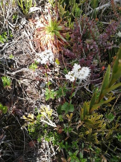 Valeriana triphylla, photographed by GERMAN LEONEL SARMIENTO CRUZ