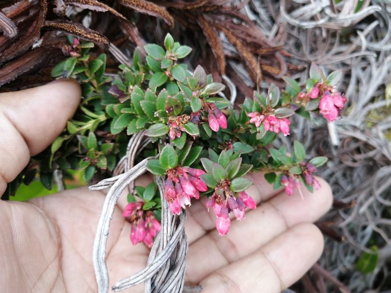 Vaccinium floribundum, photographed by GERMAN LEONEL SARMIENTO CRUZ