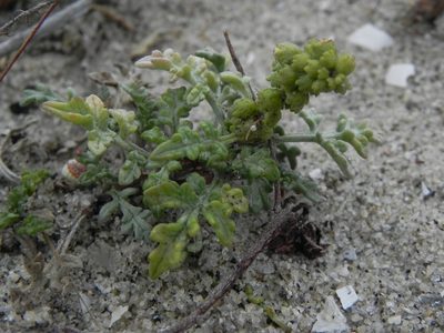 Ambrosia chamissonis, photographed by James C. Davis