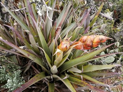 Tillandsia turneri, photographed by GERMAN LEONEL SARMIENTO CRUZ