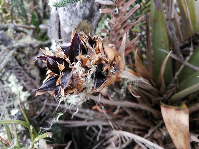 Tillandsia turneri, photographed by GERMAN LEONEL SARMIENTO CRUZ