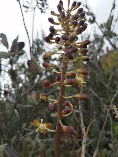 Epidendrum cylindraceum, photographed by GERMAN LEONEL SARMIENTO CRUZ