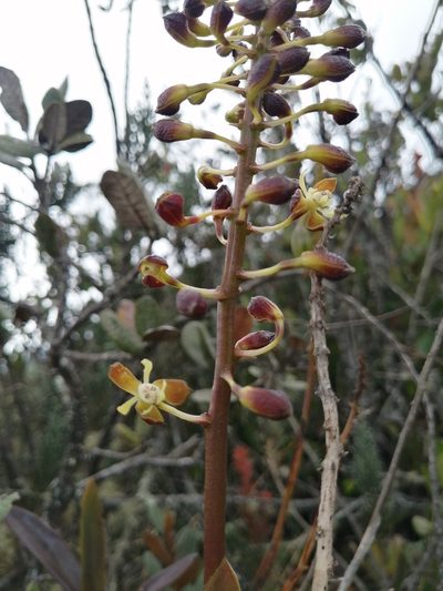 Epidendrum cylindraceum, photographed by GERMAN LEONEL SARMIENTO CRUZ