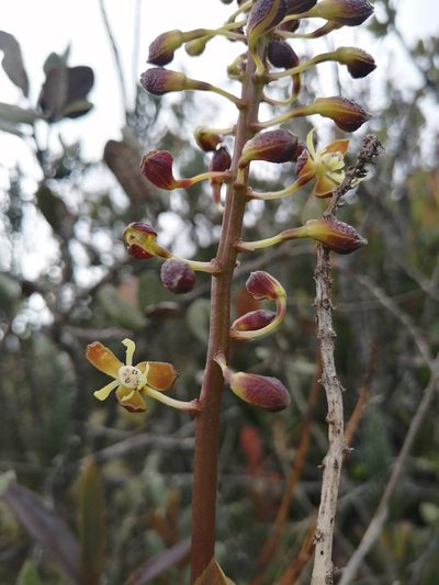 Epidendrum cylindraceum, photographed by GERMAN LEONEL SARMIENTO CRUZ