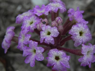 Abronia umbellata, photographed by James C. Davis