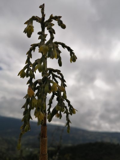 Epidendrum bogotense, photographed by GERMAN LEONEL SARMIENTO CRUZ