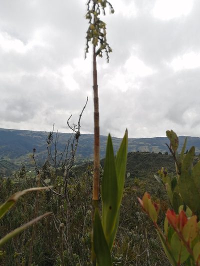 Epidendrum bogotense, photographed by GERMAN LEONEL SARMIENTO CRUZ