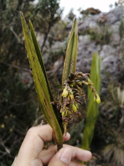Epidendrum bogotense, photographed by GERMAN LEONEL SARMIENTO CRUZ
