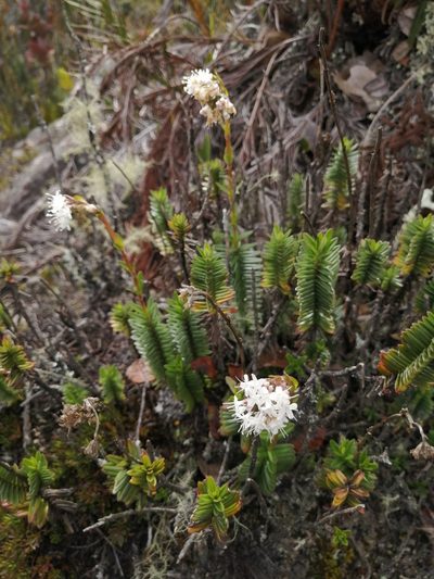 Valeriana triphylla, photographed by GERMAN LEONEL SARMIENTO CRUZ