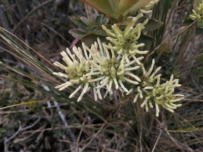 Gaiadendron punctatum, photographed by GERMAN LEONEL SARMIENTO CRUZ