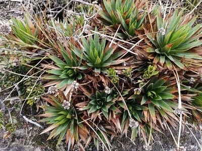 Paepalanthus alpinus, photographed by GERMAN LEONEL SARMIENTO CRUZ