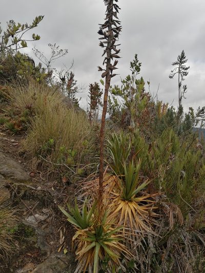 Puya nitida, photographed by GERMAN LEONEL SARMIENTO CRUZ