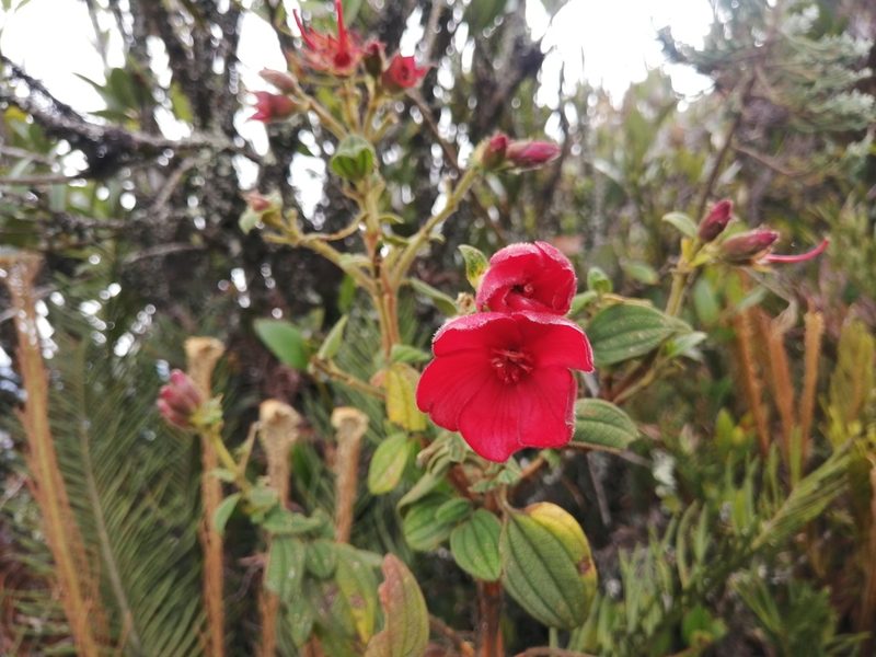 Chaetogastra grossa, photographed by GERMAN LEONEL SARMIENTO CRUZ