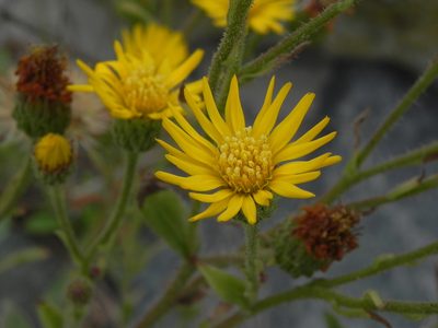 Heterotheca grandiflora, photographed by James C. Davis