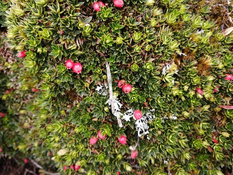 Disterigma empetrifolium, photographed by GERMAN LEONEL SARMIENTO CRUZ