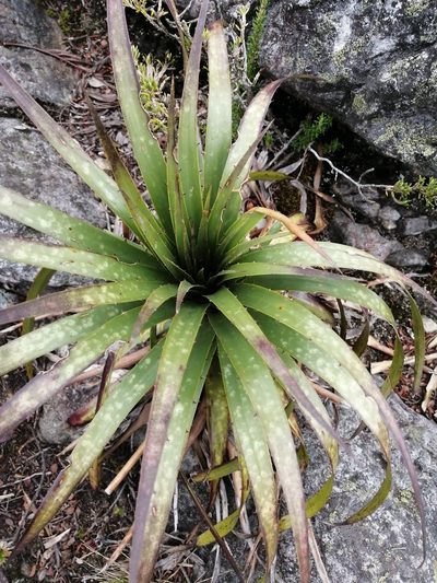 Puya nitida, photographed by GERMAN LEONEL SARMIENTO CRUZ