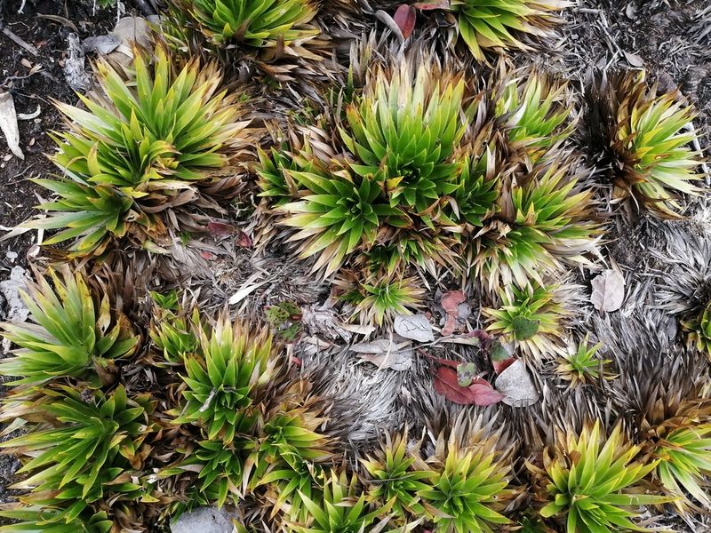 Paepalanthus alpinus, photographed by GERMAN LEONEL SARMIENTO CRUZ