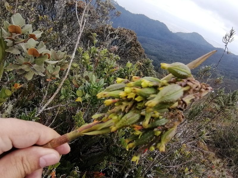 Epidendrum bogotense, photographed by GERMAN LEONEL SARMIENTO CRUZ