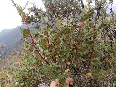 Weinmannia tomentosa, photographed by GERMAN LEONEL SARMIENTO CRUZ