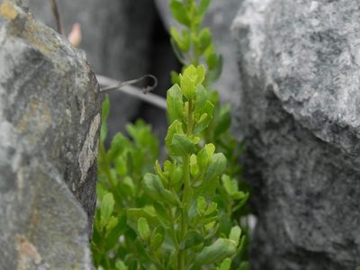 Baccharis pilularis, photographed by James C. Davis