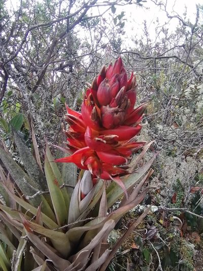 Tillandsia turneri, photographed by GERMAN LEONEL SARMIENTO CRUZ