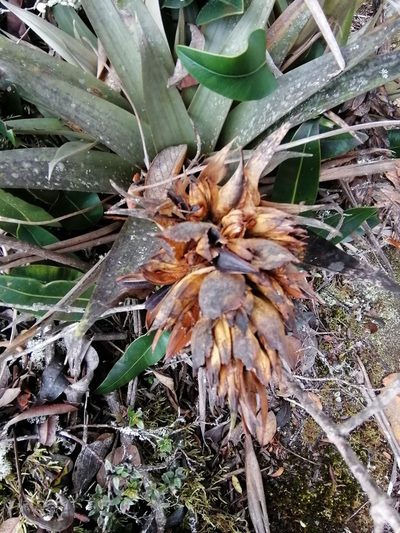 Tillandsia turneri, photographed by GERMAN LEONEL SARMIENTO CRUZ
