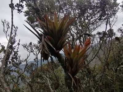 Tillandsia turneri, photographed by GERMAN LEONEL SARMIENTO CRUZ