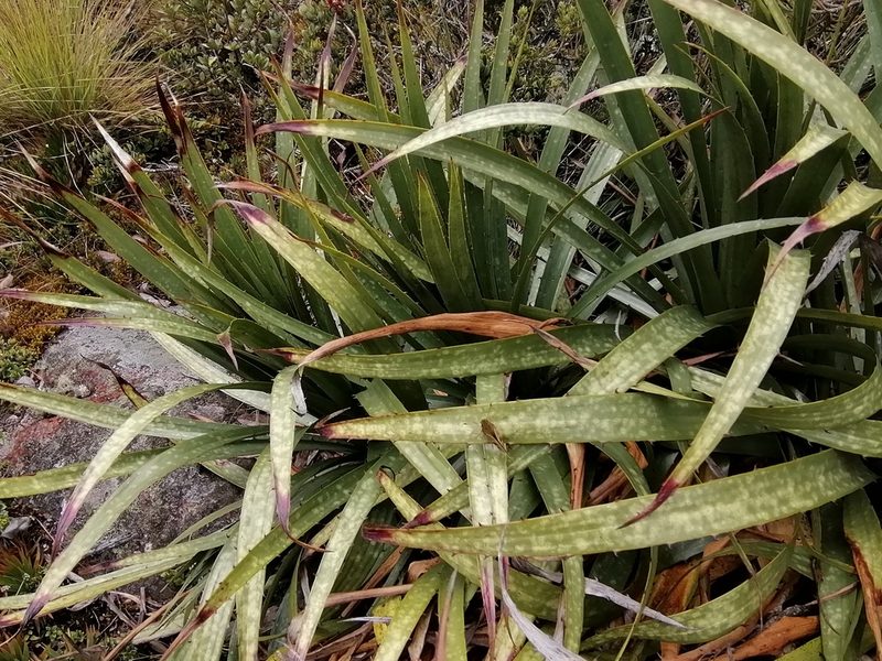 Puya nitida, photographed by GERMAN LEONEL SARMIENTO CRUZ