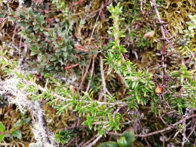 Arcytophyllum nitidum, photographed by GERMAN LEONEL SARMIENTO CRUZ