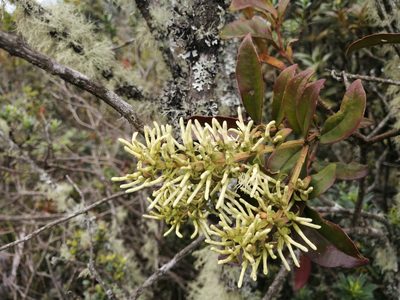 Gaiadendron punctatum, photographed by GERMAN LEONEL SARMIENTO CRUZ