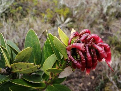 Macleania rupestris, photographed by GERMAN LEONEL SARMIENTO CRUZ