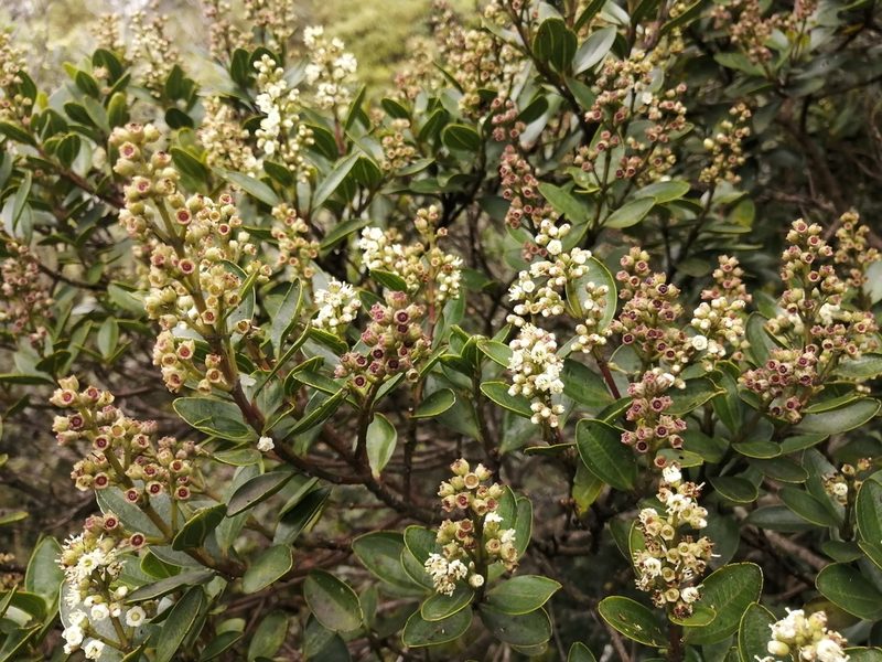 Miconia ligustrina, photographed by GERMAN LEONEL SARMIENTO CRUZ