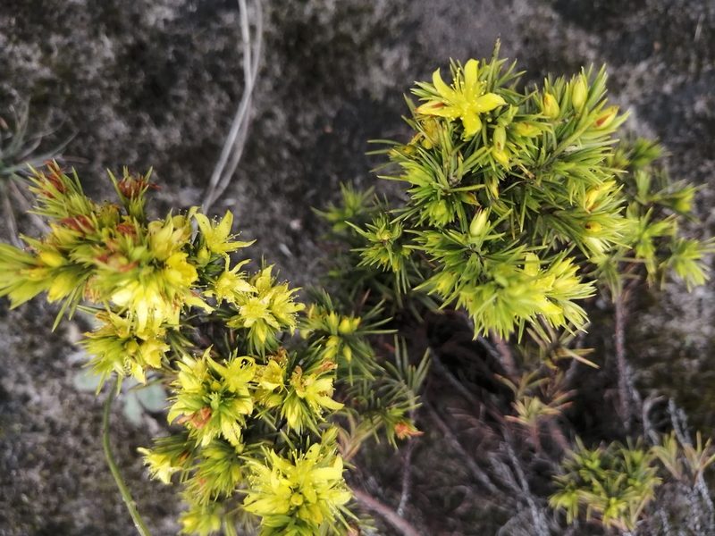 Hypericum juniperinum, photographed by GERMAN LEONEL SARMIENTO CRUZ