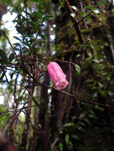 Prionotes cerinthoides, photographed by Cowirrie