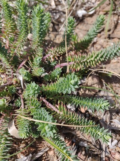 Euphorbia pithyusa, photographed by Davide Puddu