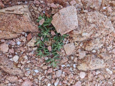 Spergularia marina, photographed by Davide Puddu