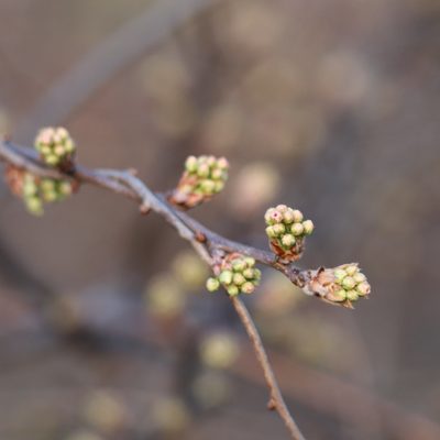 Pyrus calleryana, photographed by Mark Apgar
