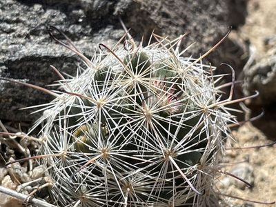 Cochemiea tetrancistra, photographed by Bobby McCabe