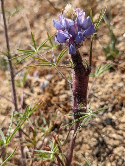 Lupinus benthamii, photographed by My-Lan Le