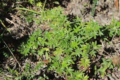 Acaena argentea, photographed by Cesar Ormazabal