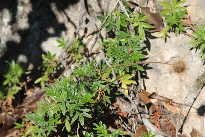 Acaena argentea, photographed by Cesar Ormazabal