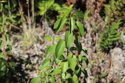 Aristotelia chilensis, photographed by Cesar Ormazabal